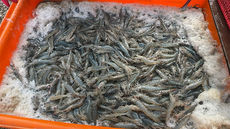 南美白對(duì)蝦